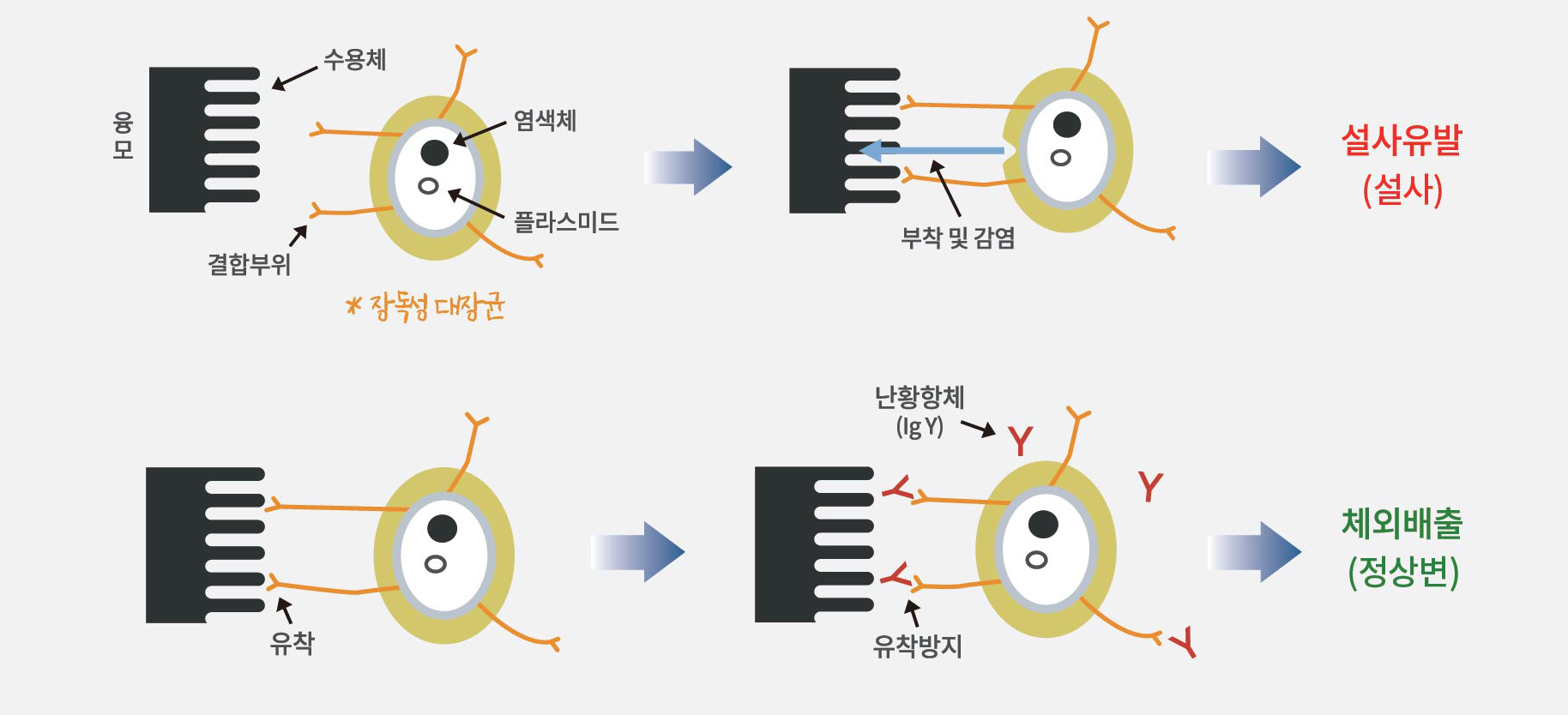난황항체(IgY)가 병원성 대장균의 장내세포 부착을 억제하여 설사를 예방하고 체외 배출을 돕는 과정