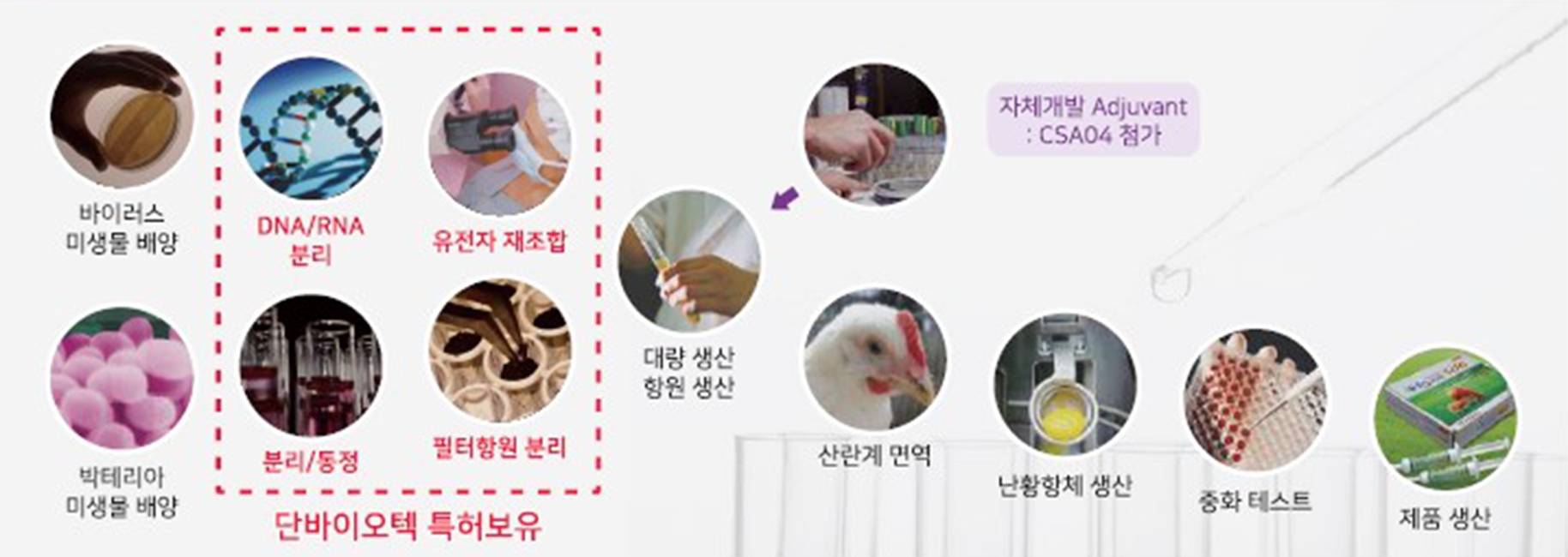 난황항체개발 과정